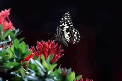 Butterfly on Flower Collecting Nectar – Free Stock Photo, Download Free