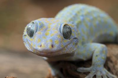 Albino Tokay Gecko Closeup – Free Stock Photo for Download