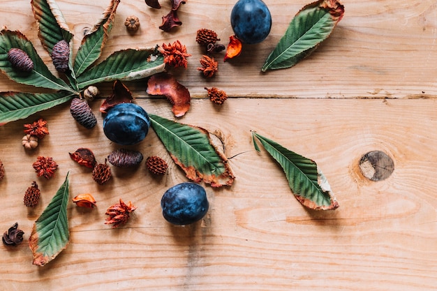 Alder Cones Among Leaves and Plums – Free Stock Photo for Download