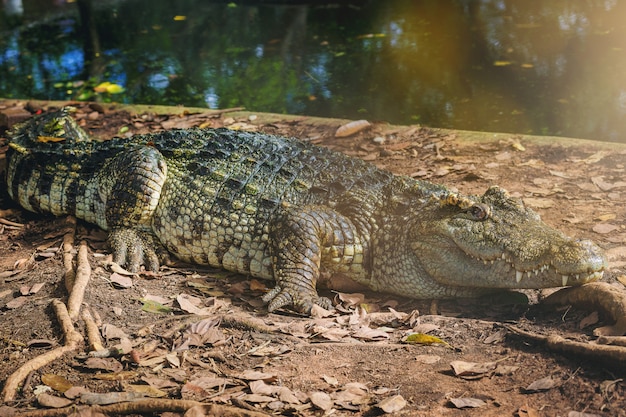 Freshwater and Siamese Crocodiles Resting at a Crocodile Farm – Free Stock Photo Download