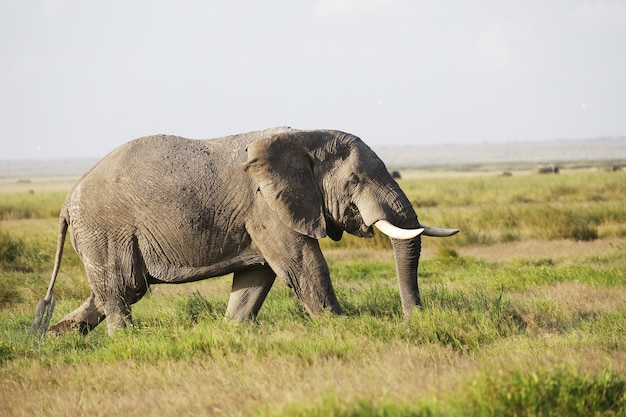 Elephant Walking on a Green Field in Amboseli National Park, Kenya – Free Stock Photo, Download for Free