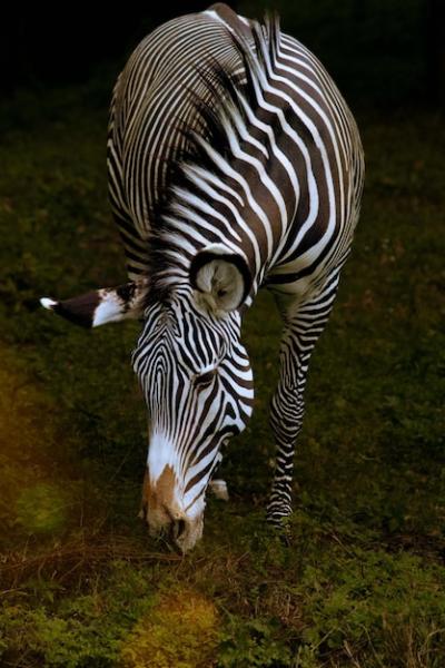 Zebra Drinking at a Waterhole in Namibia, Africa – Free Stock Photo for Download