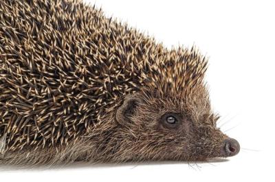 European Hedgehog (Erinaceus europaeus) Isolated on White Background – Free Stock Photo, Download Free