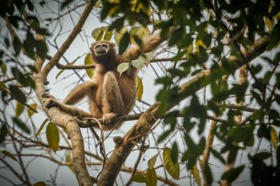 Wild Indian Hoolock Gibbon in a Tree – Free Download