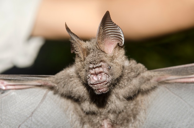 Researcher Holding a Bat – Free Stock Photo for Download