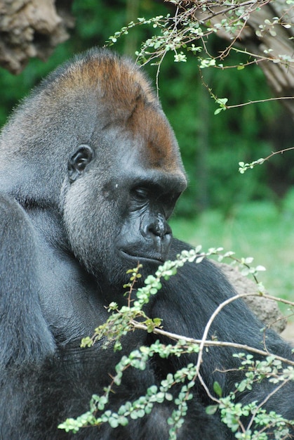 Majestic Silverback Gorilla Displaying a Solemn Expression – Free Stock Photo, Download for Free