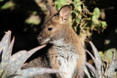 Close-Up of a Kangaroo in a Field – Free Download