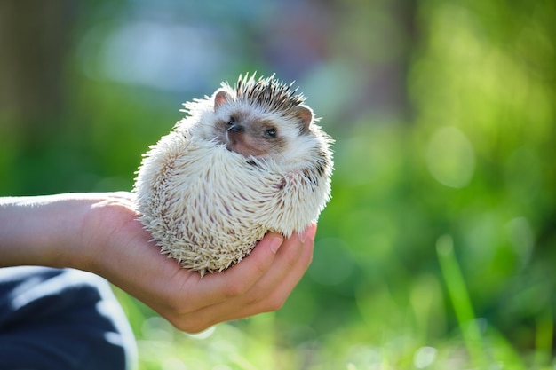 Domestic Care for Little African Hedgehogs: Free Stock Photo for Download