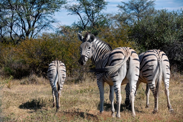 Stunning Zebra on Land â Free Stock Photo, Download for Free