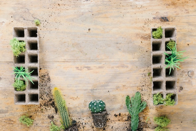 Cactus Plant Arrangement on Wooden Backdrop – Free Stock Photo, Download Free