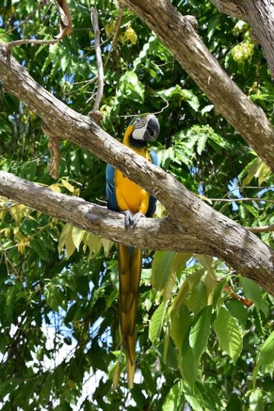 Beautifully Colored Macaw Parrot in a Tree – Free Stock Photo, Download for Free