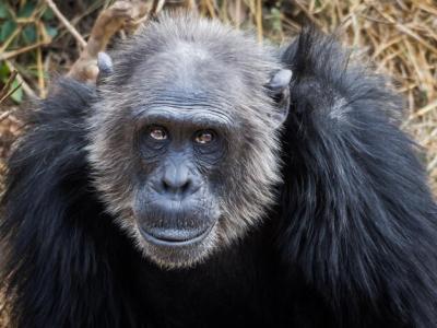 Close-Up Portrait of an Old Chimpanzee in Zambia, Africa – Free Stock Photo for Download