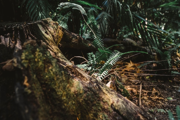 Vegetation in Forest – Free Download, Free Stock Photo