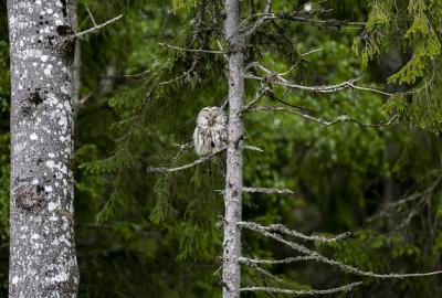 Owl Sitting on Tree Branch in Forest – Free Stock Photo for Download