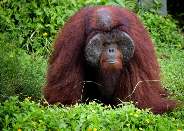 Orangutan in Borneo Island: Free Stock Photo for Download