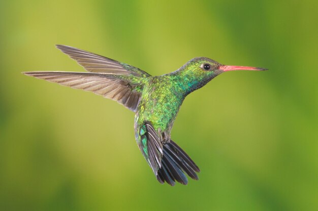 Close-up of a Bird in Flight – Free Stock Photo, Download for Free