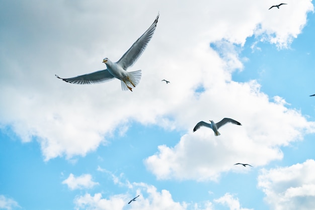 Gulls Flying with Clouds Background – Free Download