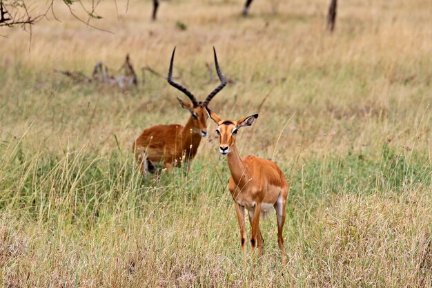 Impala and Gazelle in Africa – Free Stock Photo for Download