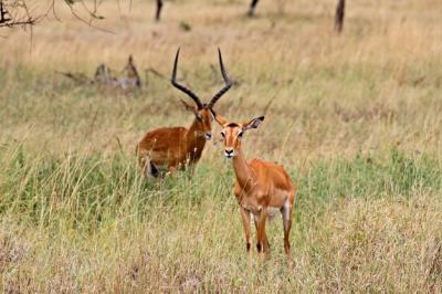 Impala and Gazelle in Africa – Free Stock Photo for Download