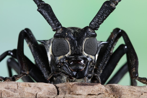 Closeup of an Asian Longhorn Beetle Face on a Branch – Free Stock Photo for Download