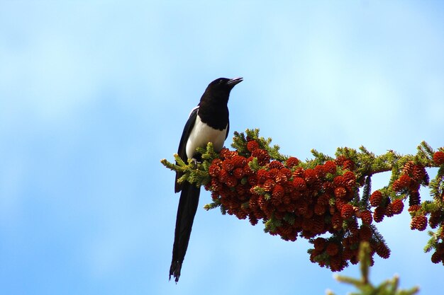 Bird Perched on Plant – Free Stock Photo, Download for Free