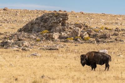 Closeup View of a Majestic Bison in a Field – Free Download