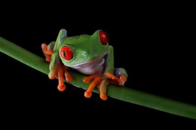 Redeyed Tree Frog on Green Leaves – Free Download