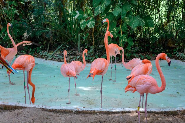 Pink Flamingos in the Zoo Pool – Free Stock Photo, Download for Free