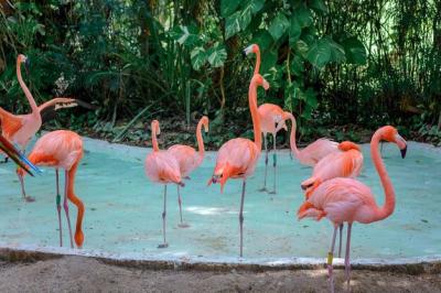 Pink Flamingos in the Zoo Pool – Free Stock Photo, Download for Free