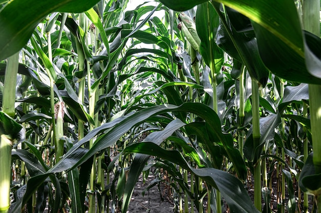 Young Green Corn Growing on the Field – Free Stock Photo for Download