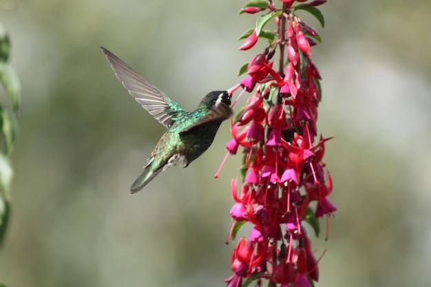 Hummingbird – Download Free Stock Photo for Your Projects