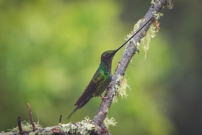 Indigo-Capped Hummingbird Closeup on Tree Branch – Free Stock Photo, Download Free