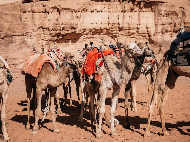 Camel Caravan Resting on the Sand of Wadi Rum – Free Download