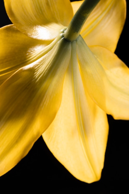 Beautiful Yellow Macro Lily Flower – Free Download