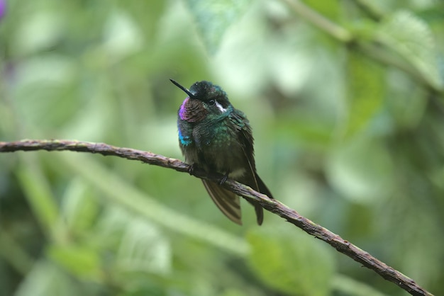 Cute Purple-Throated Sunangel Bird on a Twig – Free Download