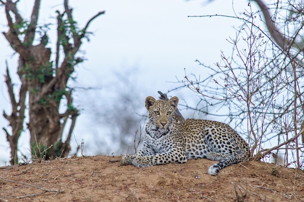 Leopard Resting on the Ground – Free Download