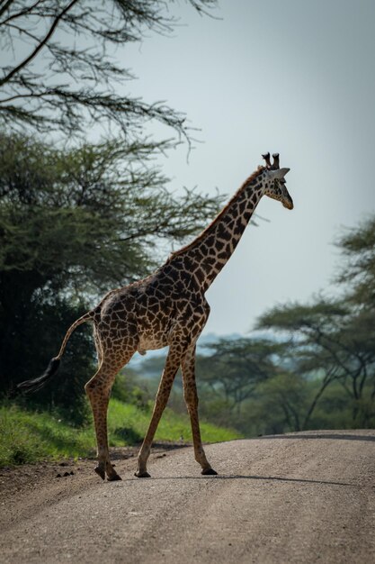 Giraffe Walking on Road Against Clear Sky – Free Stock Photo for Download