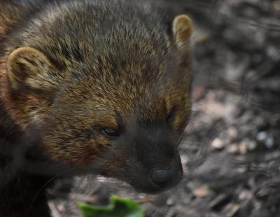 Discover the Aggressive Nature of Fisher Cats – Free Stock Photo for Download