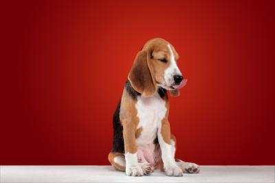 Beagle Puppy on Red Studio Background – Free Download