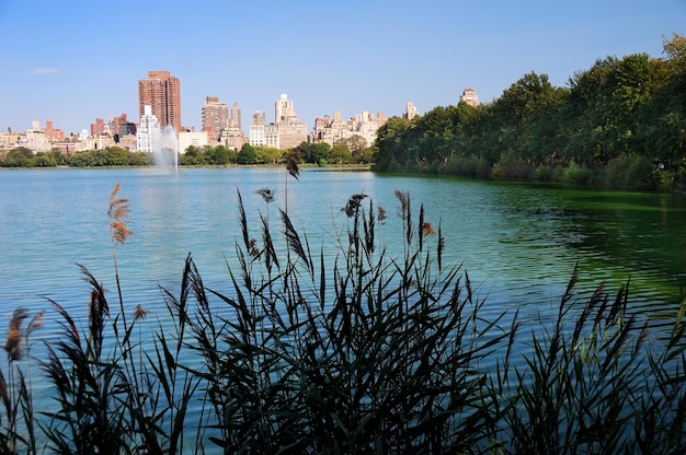 Central Park Skyline in New York City – Free Stock Photo, Download for Free