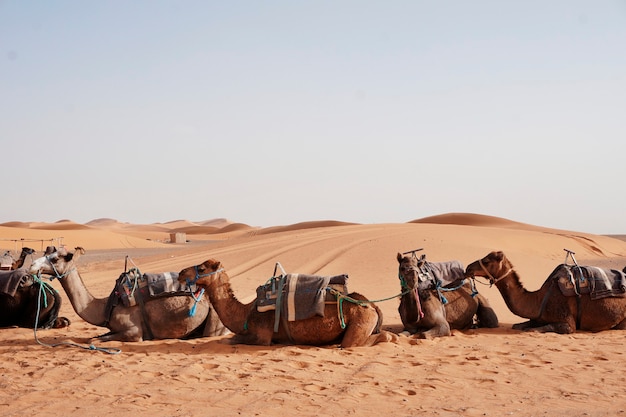 Camel Rides in Erg Chebbi, Morocco – Free Stock Photo for Download