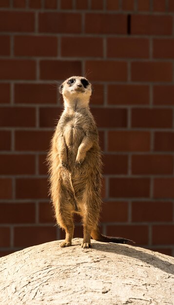 Meerkat on Wall – Free Stock Photo, Download Free