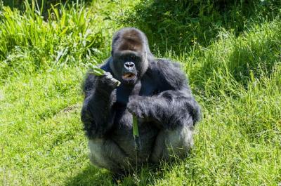 Monkey Sitting on Grassy Field – Free Stock Photo for Download