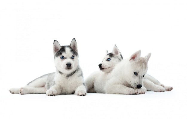 Three Playful Siberian Husky Puppies Awaiting Food – Free Stock Photo, Download for Free