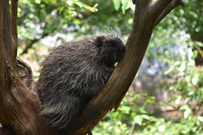 North American Porcupine in a Tree – Free Stock Photo for Download