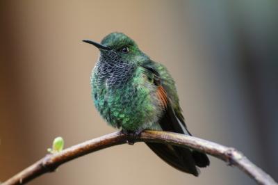 Male Stripe-tailed Hummingbird Eupherusa Eximia – Free Stock Photo for Download