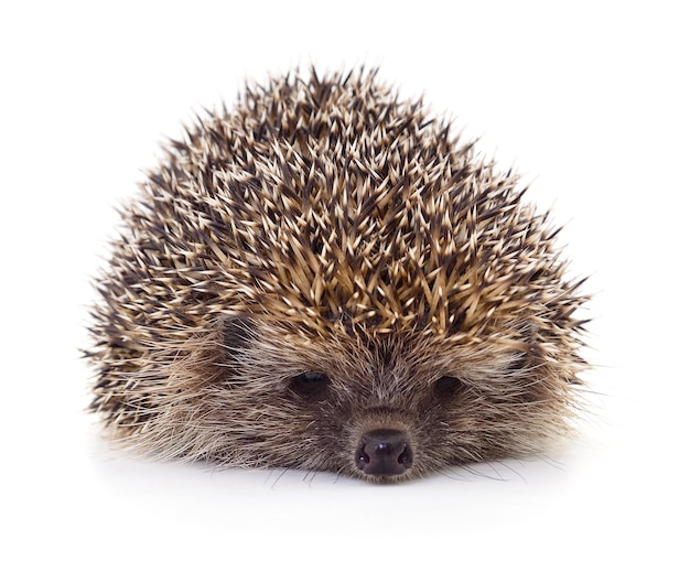 Hedgehog on White – Free Stock Photo for Download