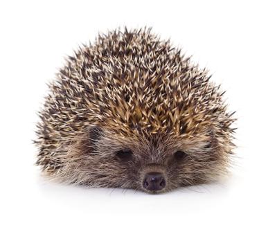 Hedgehog on White – Free Stock Photo for Download