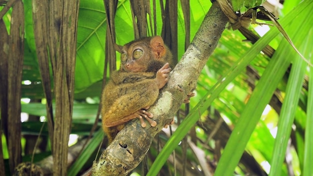 Tarsier Sitting on a Branch Among Green Leaves – Download Free Stock Photo