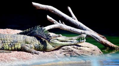 Close-up of Crocodile in Water – Free Download Free Stock Photo